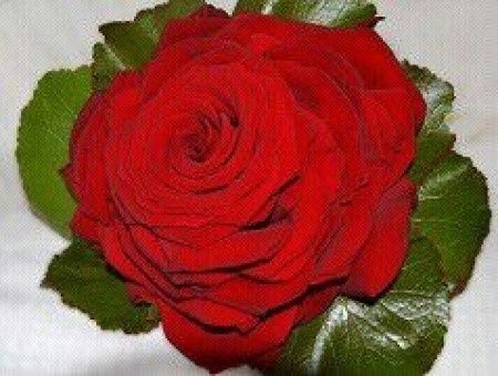 rosmelia