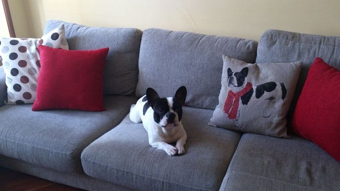 Nuestras mascotas!! - 1