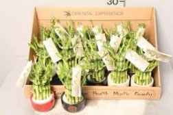 Plantas 2