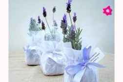 Plantas 3