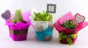 Plantas 4