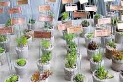 Plantas 7
