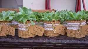 Plantas 8