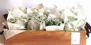 Plantas 10
