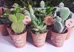 Plantas 12