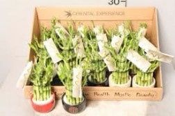 Plantas 2