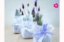Plantas 3