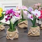 Plantas 5