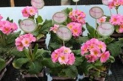 Plantas 6