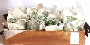 Plantas 10