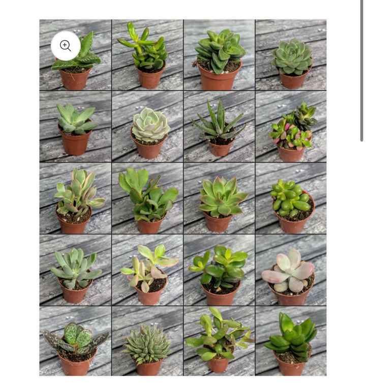 Busco plantas económicas - 1