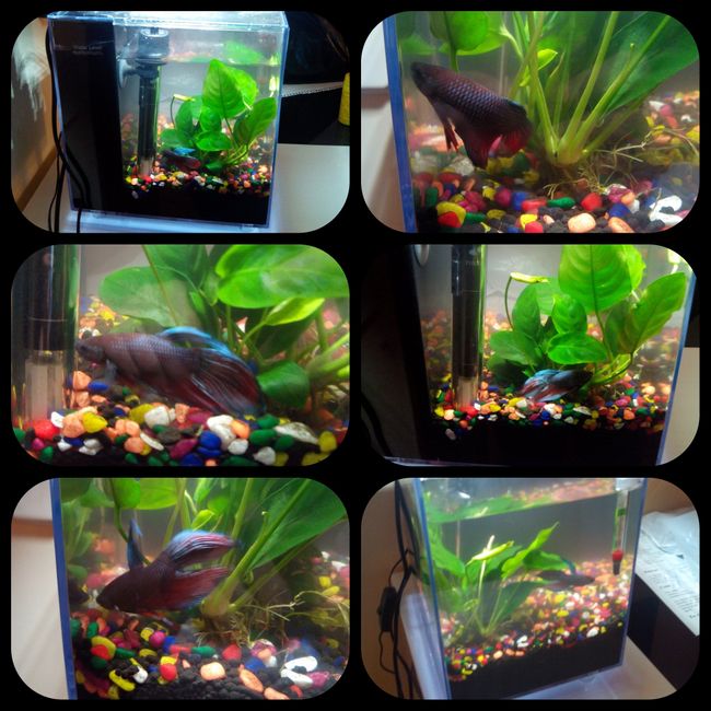 Nuestras mascotas!! - 1
