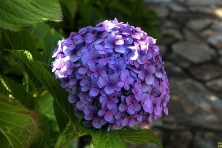 Hortensia Lila