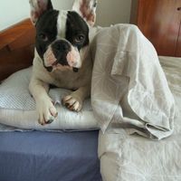 El gran desafío: ¡La mascota! 🐕 - 1