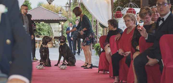 Boda con mascota - 1