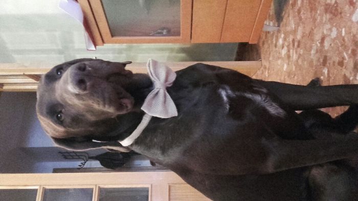 Look perros de honor! - 2