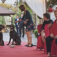 Boda con mascota - 1