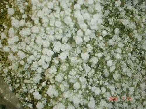 Paniculata