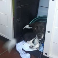 Mascota - 1