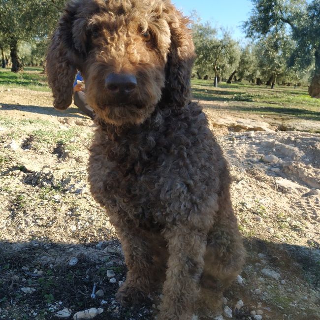 ¿Tenéis mascotas?🐈 🐩¿Os van a acompañar el día B? - 1