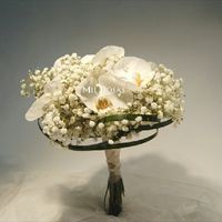Ramo paniculata - 1