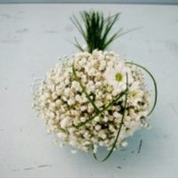Ramo paniculata - 2