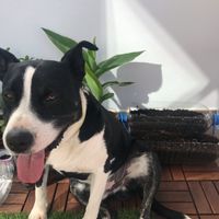 La cuarentena de Laura: ¿Estáis confinados con peluditos? 🐶 - 1