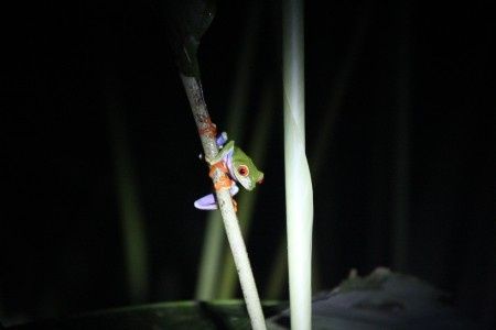 La ranita de costa rica