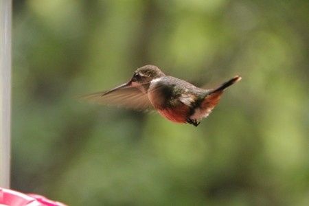 Colibrí
