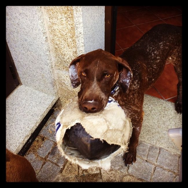 Nuestro travieso Thor 