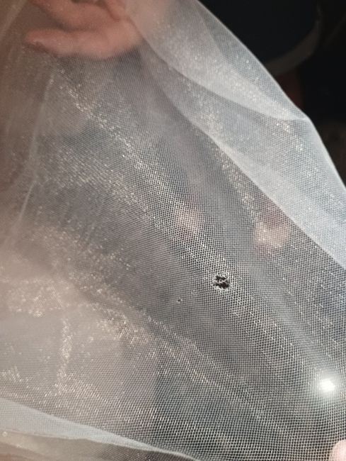 Vestido de novia roto - 1