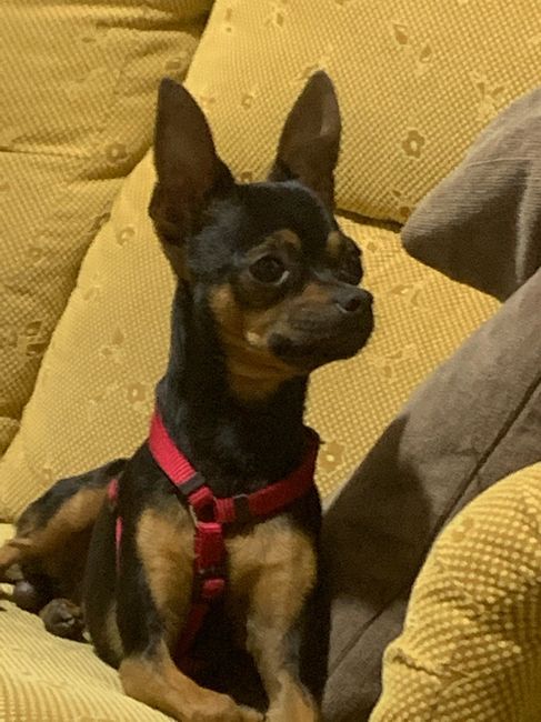 ¿Quién tuvo la idea de ampliar vuestra familia? 🐶 5