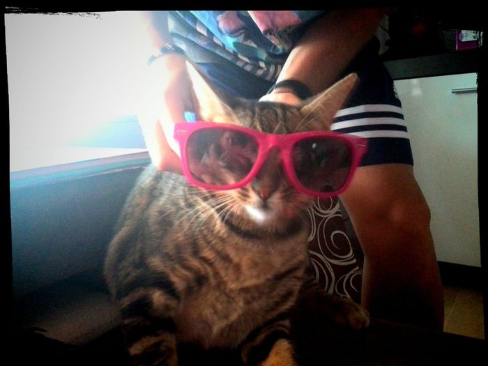 Nuestras mascotas!! - 2