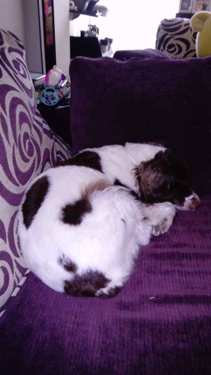 ¿Tenéis peluditos en casa? - 1