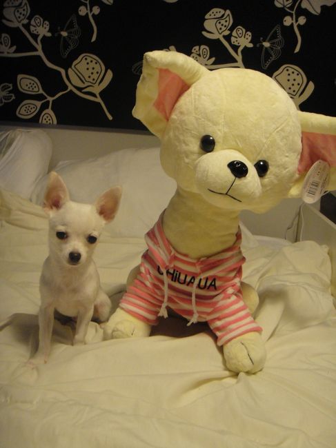 gizmo y su mama peluche
