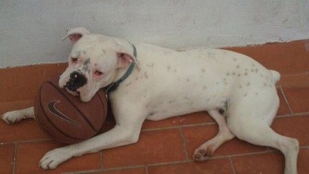 Nuestras mascotas!! - 1