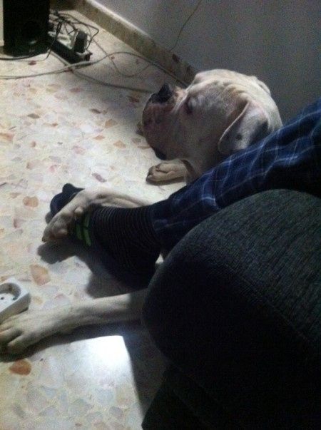 Nuestras mascotas!! - 2