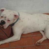 Nuestras mascotas!! - 1