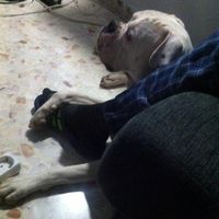 Nuestras mascotas!! - 2