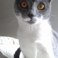 Nuestras mascotas!! - 2