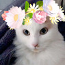 Cristina