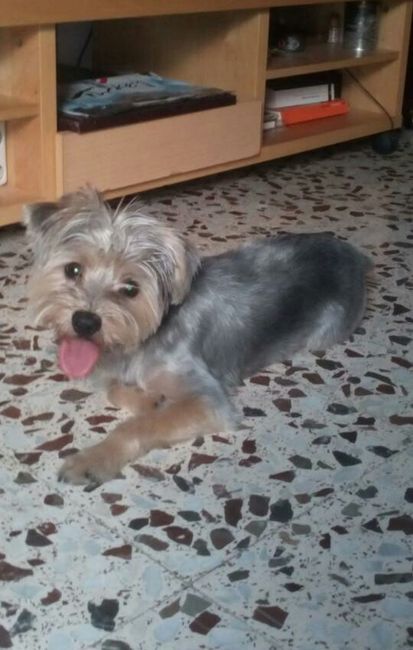 Preboda con nuestras mascotas??? - 2