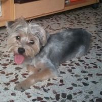 Preboda con nuestras mascotas??? - 2