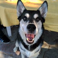 BUDDY
