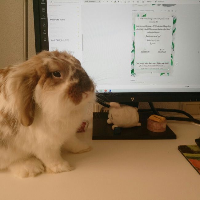 ¿Cómo se llama vuestra mascota? 🐶 12