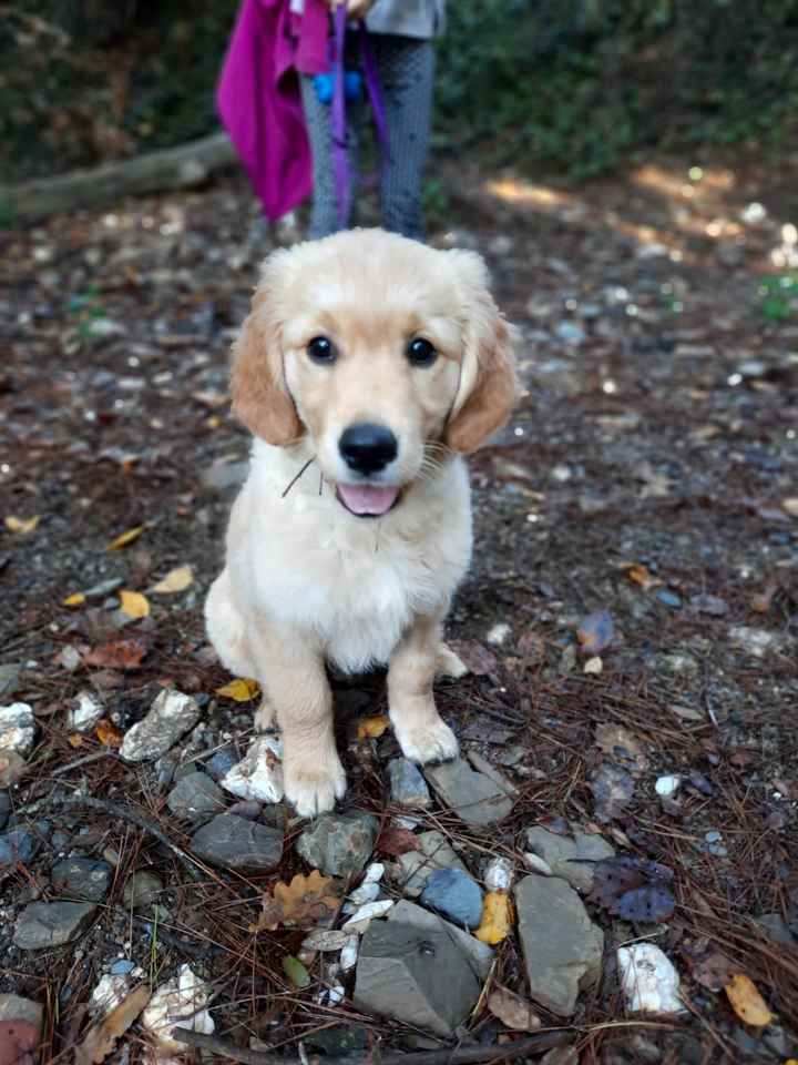 ¿Tener mascota o no? - 1