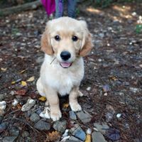¿Tener mascota o no? - 1