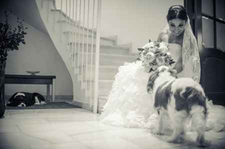 Fotos de novios con nuestras mascotas - 1