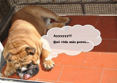 Mascotas en la boda!  - 2