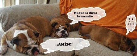 Mascotas en la boda!  - 3